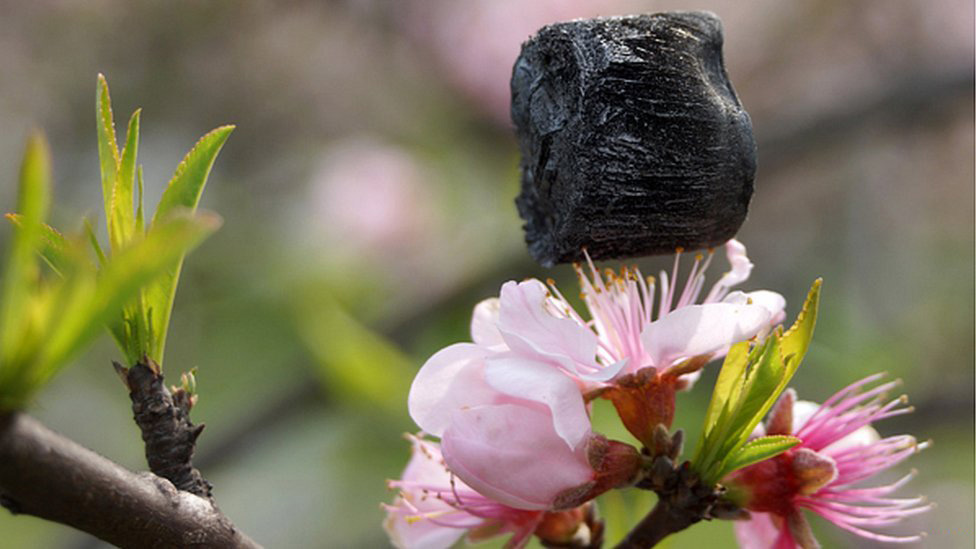Aerożel grafenowy na pręcikach kwiatu (źródło: Uniwersytet Zhejiang via extremetech.com)